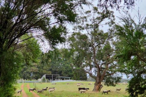 Cinnamon Coloureds Farm Cottages - Accommodation Newcastle 7
