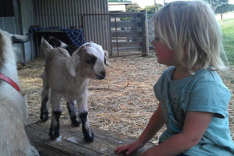 Fernleigh Farmstay & Bike Park - Accommodation Newcastle 5