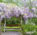 Amelina Cottages - Accommodation Newcastle