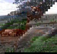 Morella Farm Stay - Accommodation Newcastle