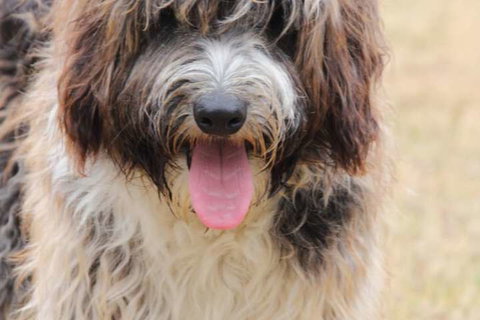 Harmony Bed & Breakfast - Accommodation Newcastle 3