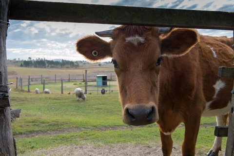 Clandulla Cottages - Accommodation Newcastle 4