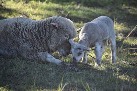 Clandulla Cottages - Accommodation Newcastle 0