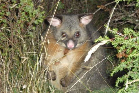 Forest Walks Lodge - Accommodation Newcastle 6