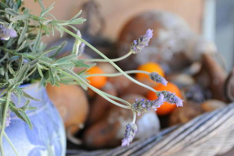Lavender Farm - Accommodation Newcastle 5