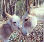 Donkey Tales Farm Cottages - Accommodation Newcastle