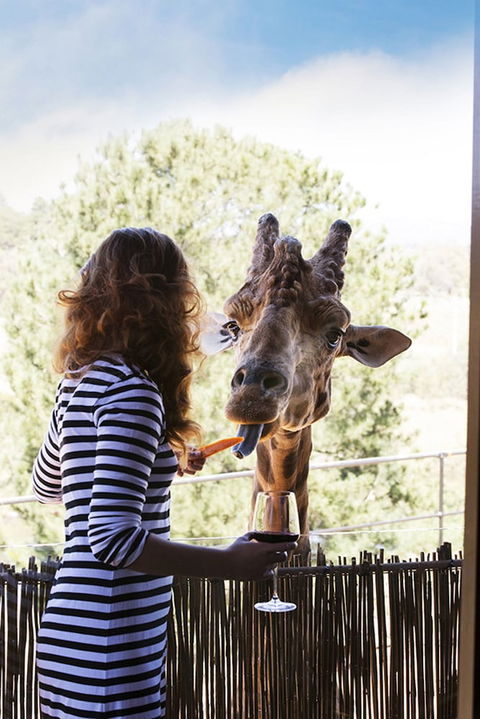 Jamala Wildlife Lodge - Accommodation Newcastle 1