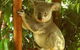 Noosa Backpackers Resort Hostel - thumb 0