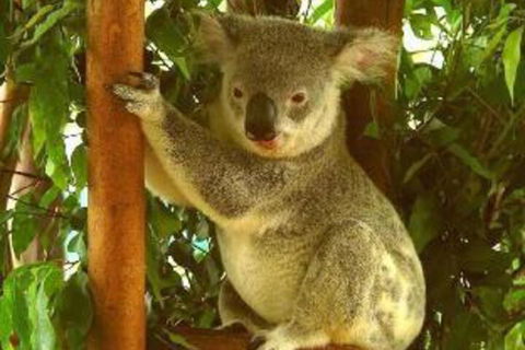 Noosa Backpackers Resort Hostel - Accommodation Newcastle 0