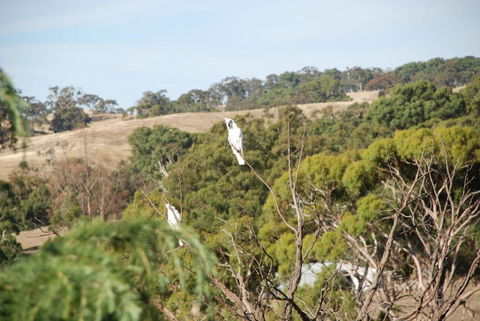 Mancuso Country Cottage Retreat - Accommodation Newcastle 6