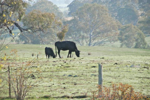 Mancuso Country Cottage Retreat - Accommodation Newcastle 5