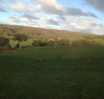 Mancuso Country Cottage Retreat - Accommodation Newcastle