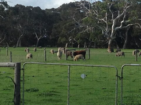 Breakaway Farmstay - Accommodation Newcastle 1
