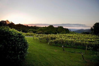 Flame Hill Vineyard - Accommodation Newcastle 6