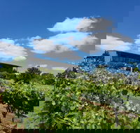 Traralgon Vineyard - Accommodation Newcastle