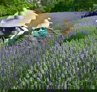 Lavandula Swiss Italian Farm - Accommodation Newcastle