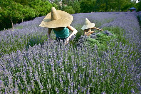 Lavandula Swiss Italian Farm - Accommodation Newcastle 0