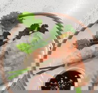 Golden Tree Cafe - Accommodation Newcastle