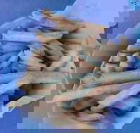 Kippy's - Accommodation Newcastle