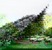 Cambray Cheese Farm Shop - Accommodation Newcastle