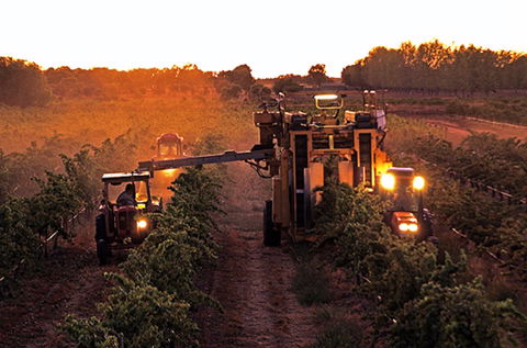 Monichino Wines - Accommodation Newcastle 2