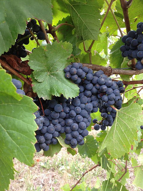 Marcus Hill Vineyard - Accommodation Newcastle 0