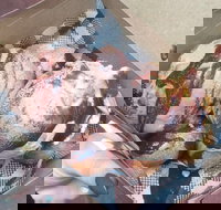 Tommy Sugo - Accommodation Newcastle