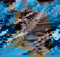 Charles St Pizza  Pasta - Accommodation Newcastle