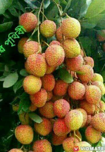 SA's Smokin Pizza - Accommodation Newcastle 0