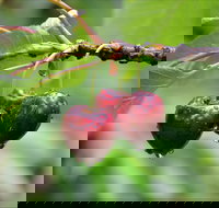 Red Hill Cherry Farm - Accommodation Newcastle