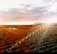 Rich Glen Olive Farm - Accommodation Newcastle