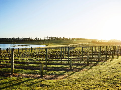 Wine Terrace And Cellar Door At Pt Leo Estate - Accommodation Newcastle 0