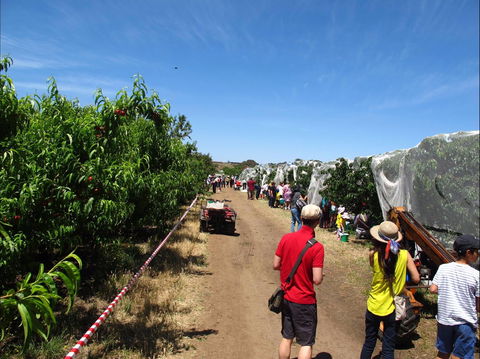 Payne's Orchards - Accommodation Newcastle 1