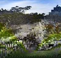 Mount Majura Vineyard - Accommodation Newcastle