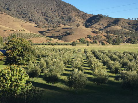 The Pressing Shed Cafe & Restaurant At Nullamunjie Olive Groves - Accommodation Newcastle 2
