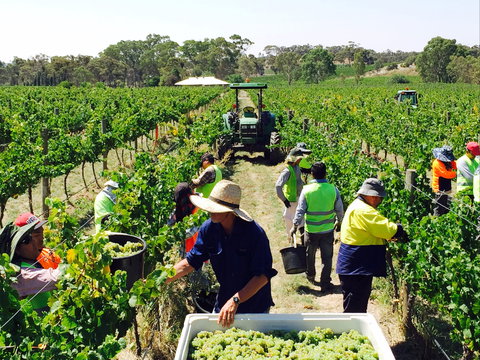 Grosset Wines - Accommodation Newcastle 1