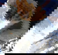 Ragenovich Bros Chickens - Accommodation Newcastle