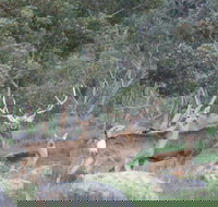 Hahndorf Venison - Accommodation Newcastle