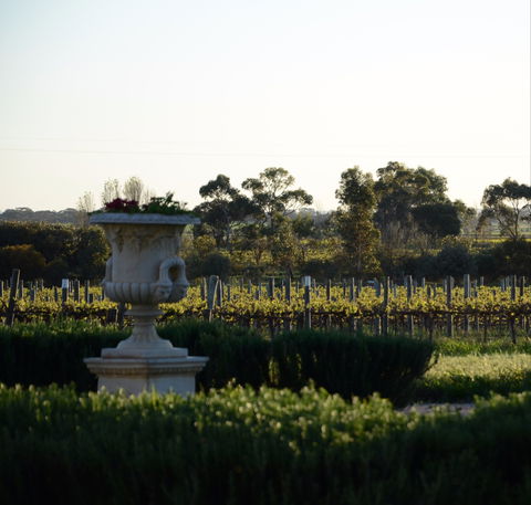 Angas Plains Wines Cellar Door - Accommodation Newcastle 1