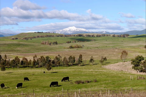 Delatite Winery - Accommodation Newcastle 0