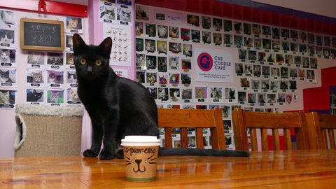 Cat Cuddle Cafe - Accommodation Newcastle 0