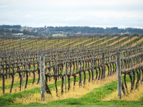 Clovely Estate Vineyard Cellar Door - Accommodation Newcastle 2