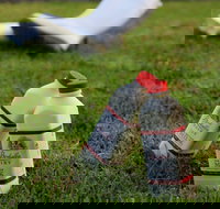 Bodalla Dairy - Cheese Milk and Ice Cream Factory and Cafe - Accommodation Newcastle