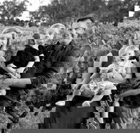 Elbourne Wines - Accommodation Newcastle