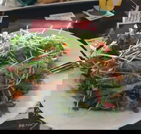 The Pub - Accommodation Newcastle