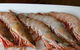 Palate - thumb 22