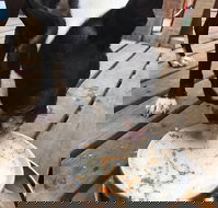 Doghouse - Accommodation Newcastle