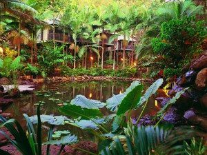 Daintree Eco Lodge & Spa - Accommodation Newcastle 0