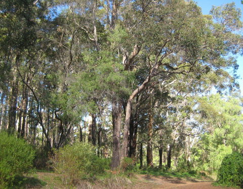 Edge Of The Forest - Accommodation Newcastle 3