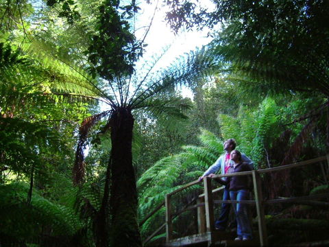 Huon Bush Retreats - Accommodation Newcastle 1